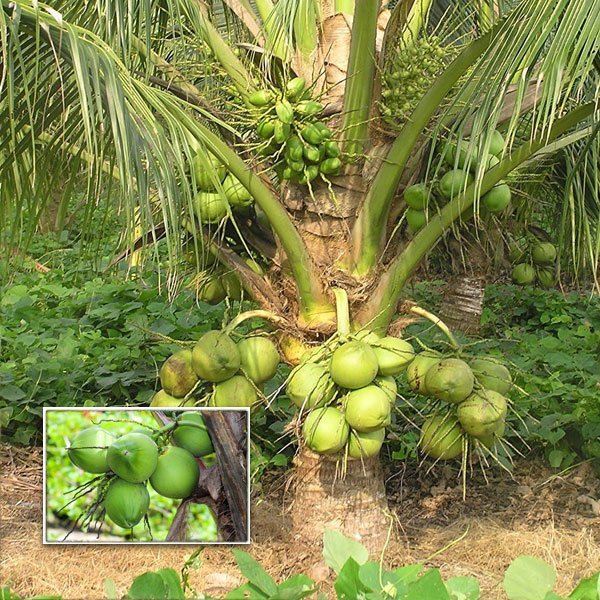 DWARF COCONUT SEEDLING - Image 2