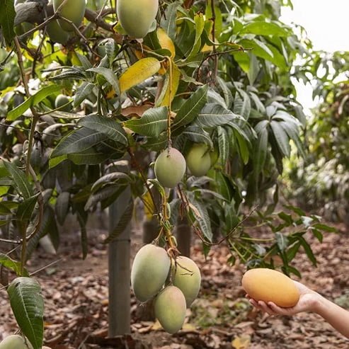 DWARF MANGO - Image 2