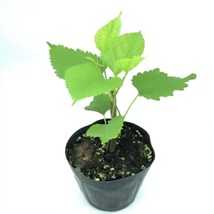 MULBERRY SEEDLINGS