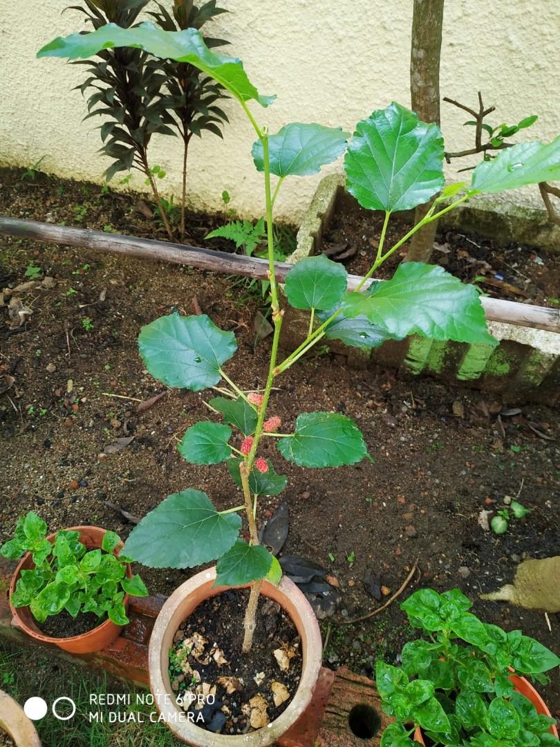 MULBERRY SEEDLINGS - Image 2