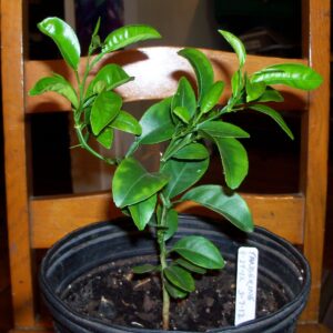 BUDDED ORANGE SEEDLING