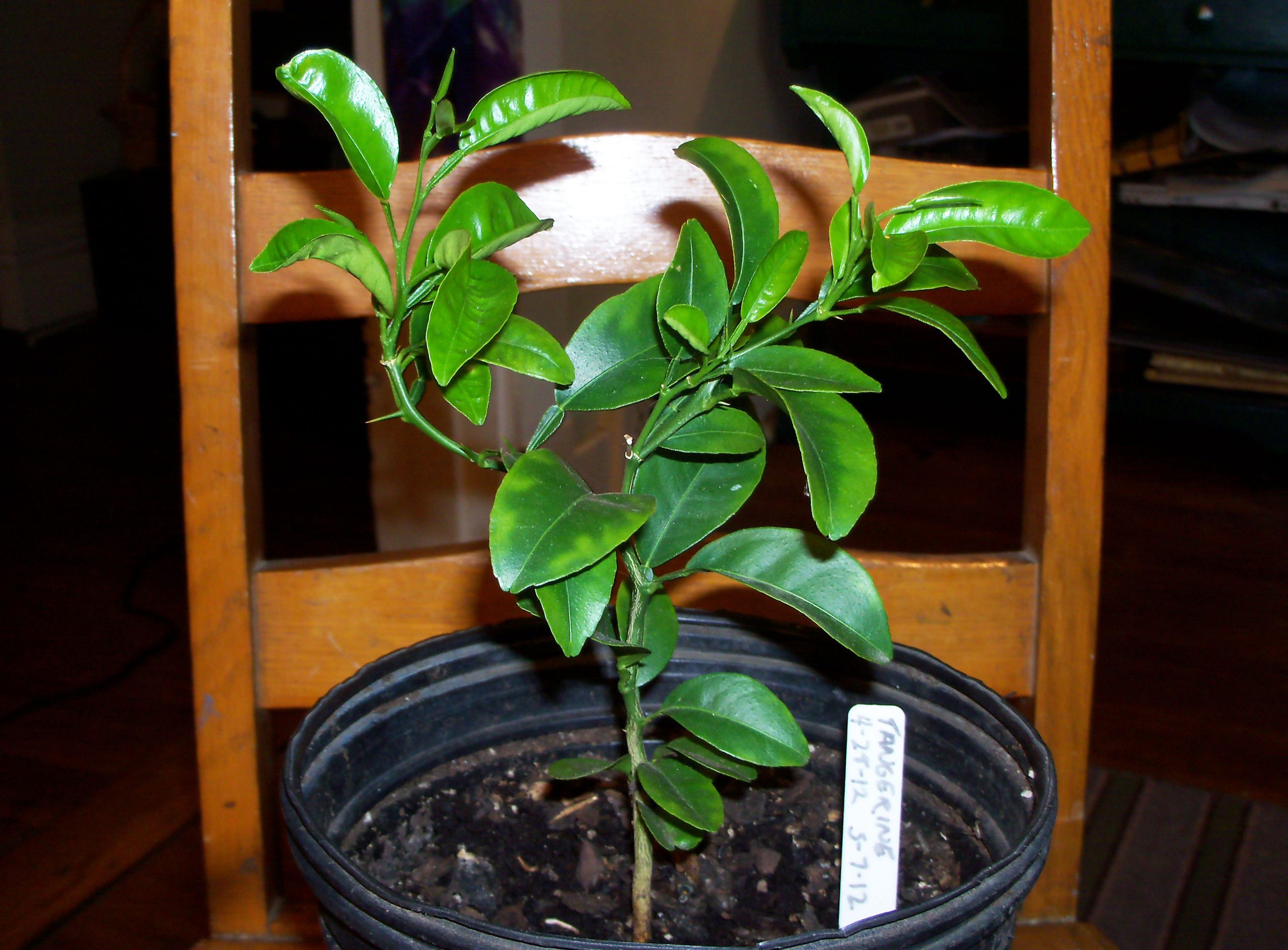 BUDDED ORANGE SEEDLING