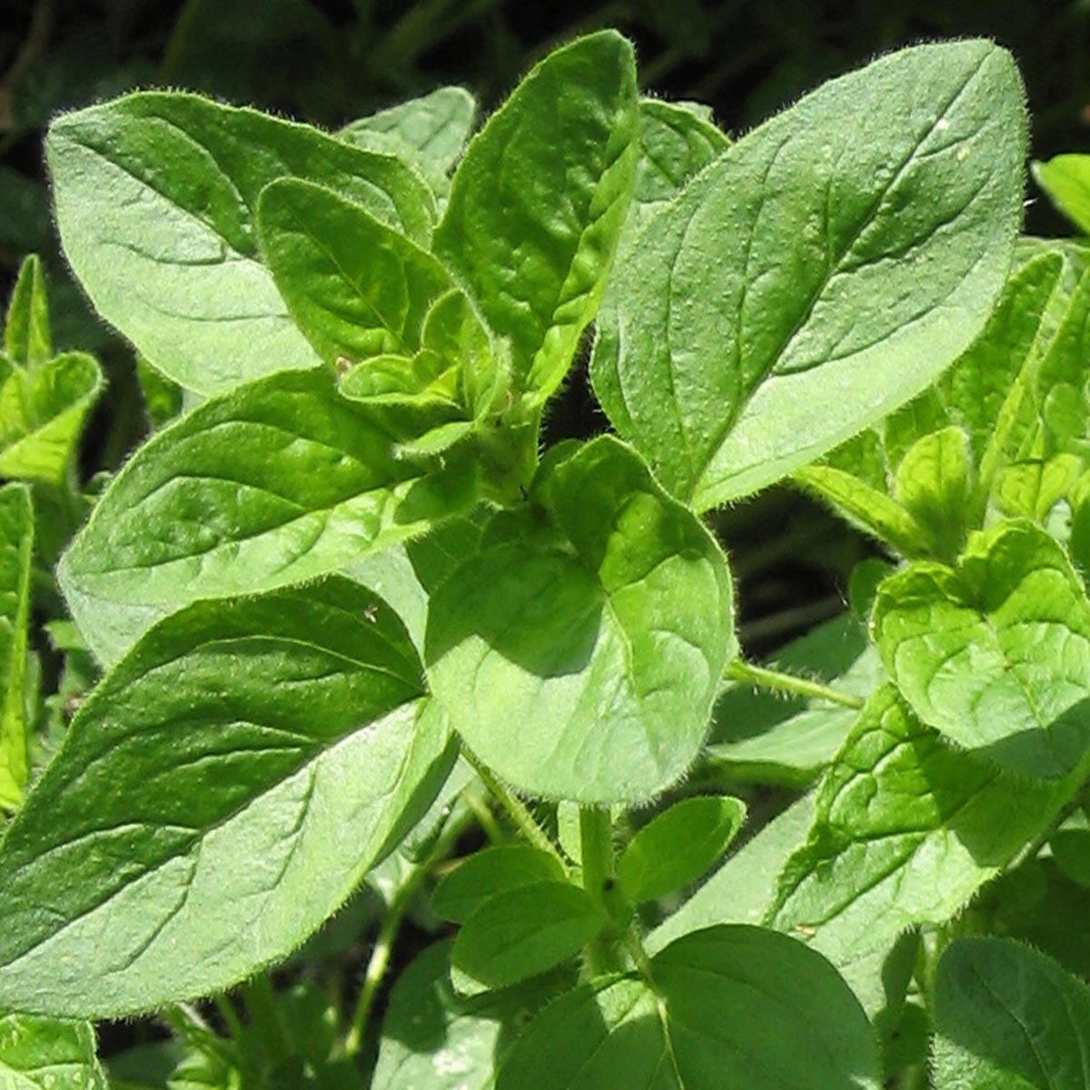 OREGANO SEEDLINGS - Image 2