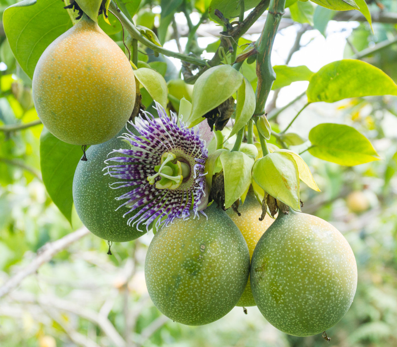 PASSION FRUIT YELLOW\PURPLE SEEDLING - Image 2