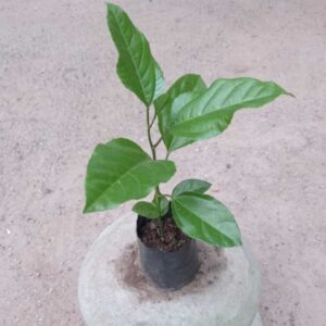 PASSION FRUIT YELLOW\PURPLE SEEDLING