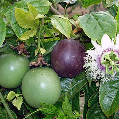 PASSION FRUIT YELLOW\PURPLE SEEDLING - Image 3