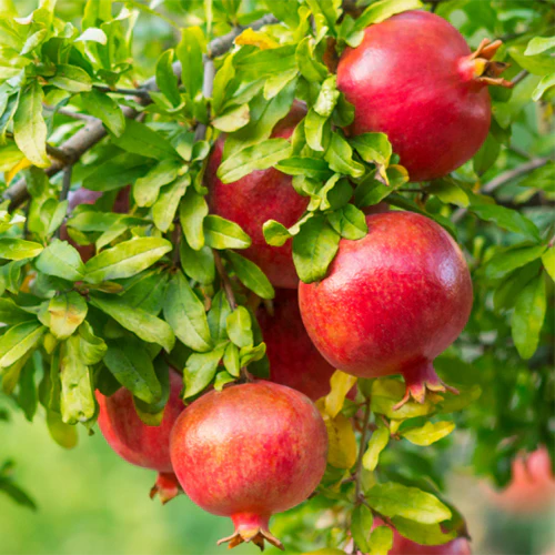 POMEGRANATE SEEDLING - Image 2